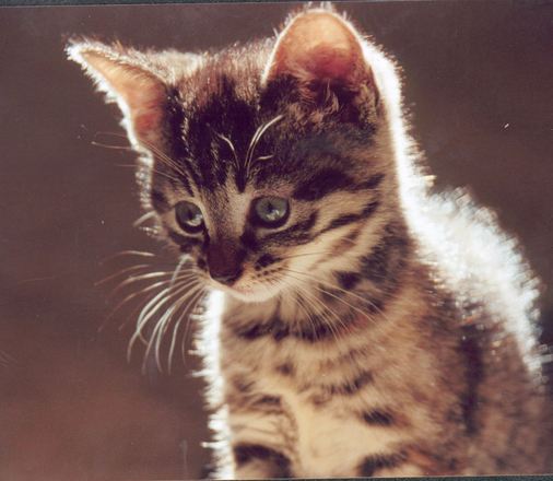 What You Should Know About Kitten Growth Stages - FelineOnline.com